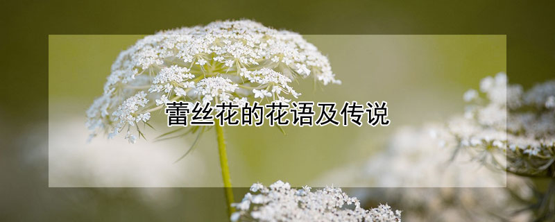 蕾丝花的花语及传说