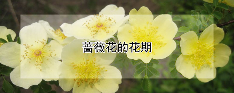 蔷薇花的花期