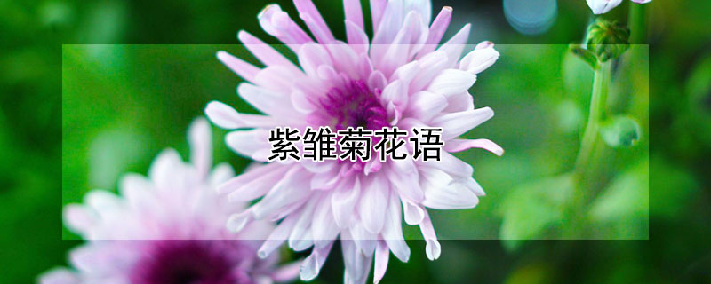 紫雏菊花语
