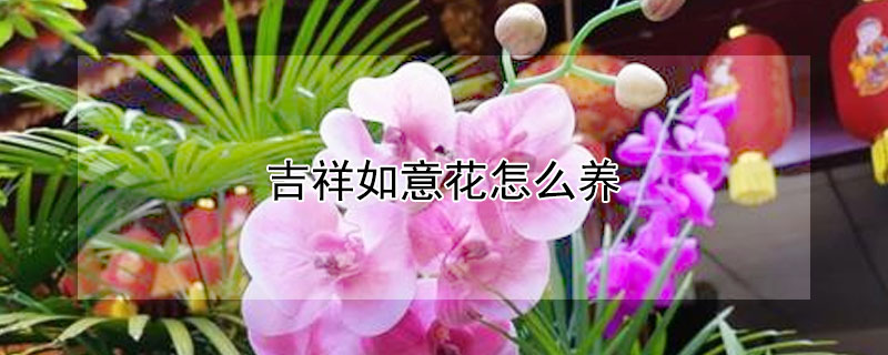 吉祥如意花怎么养