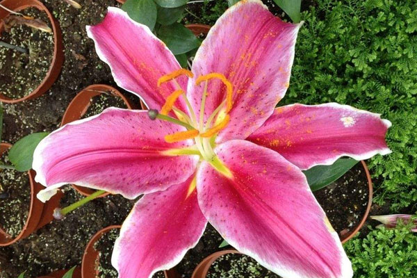 盆栽百合花的养殖方法和注意事项