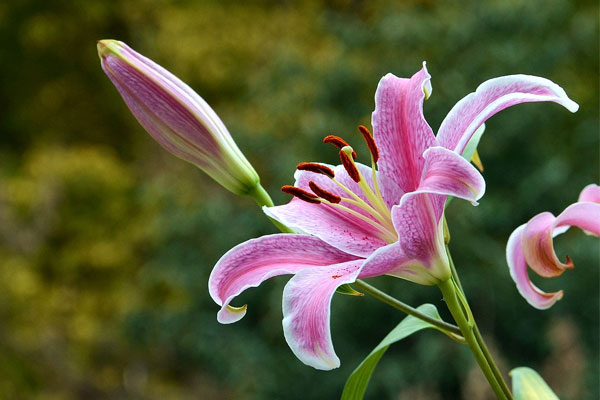 百合花的养殖方法和注意事项