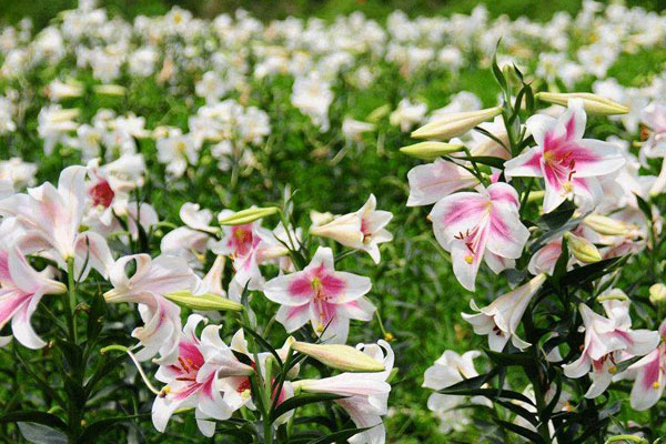 百合花的养殖方法和注意事项