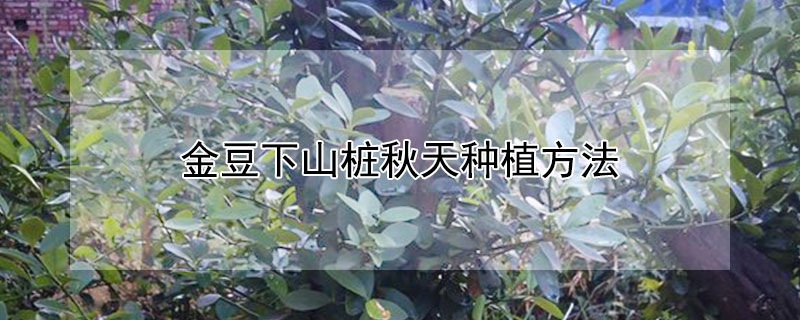 金豆下山桩秋天种植方法