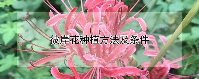 彼岸花种植方法及条件