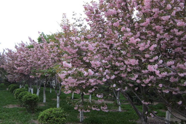 樱花树怎么种植