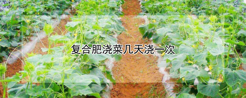复合肥浇菜几天浇一次