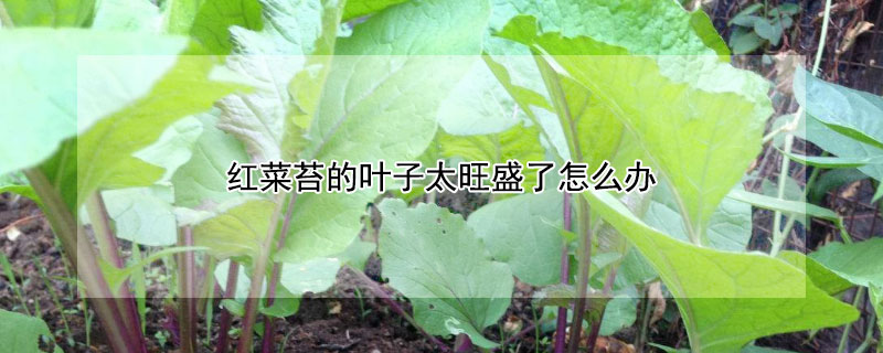 红菜苔的叶子太旺盛了怎么办 —【发财农业网】