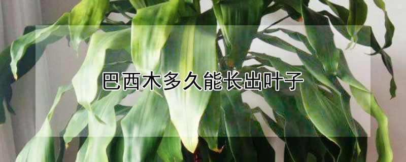 巴西木多久能长出叶子