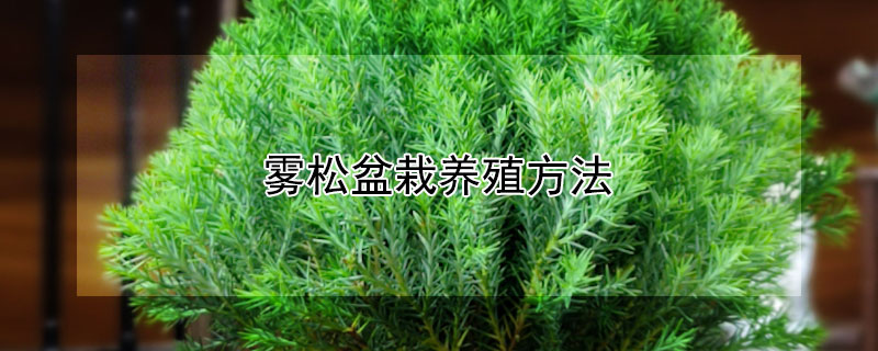 雾松盆栽养殖方法