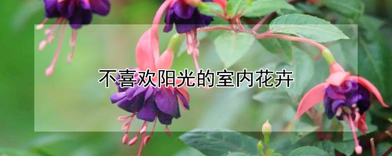 不喜欢阳光的室内花卉