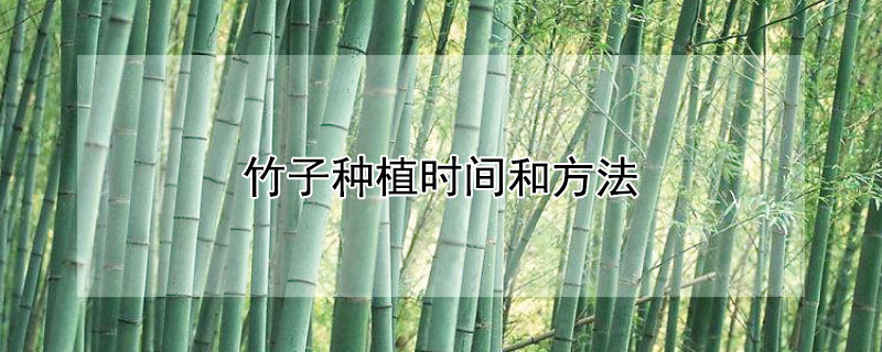 竹子种植时间和方法