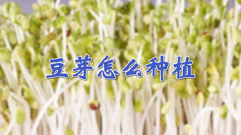 豆芽怎么种植