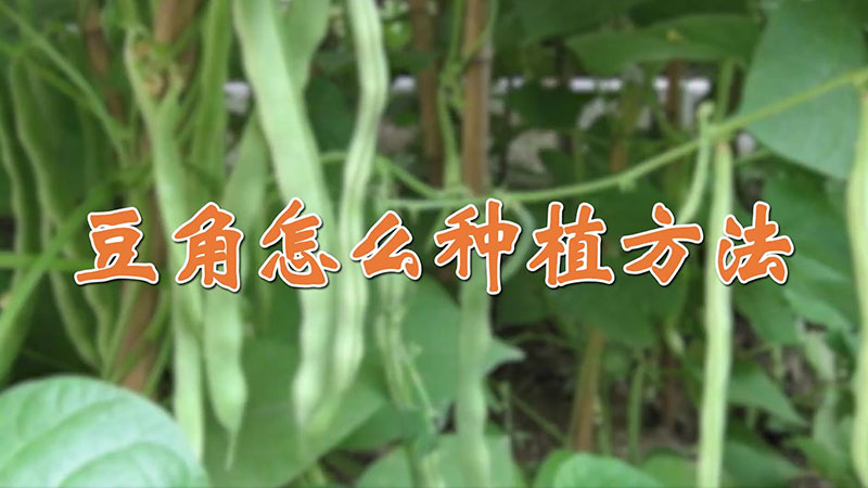 豆角怎么种植方法