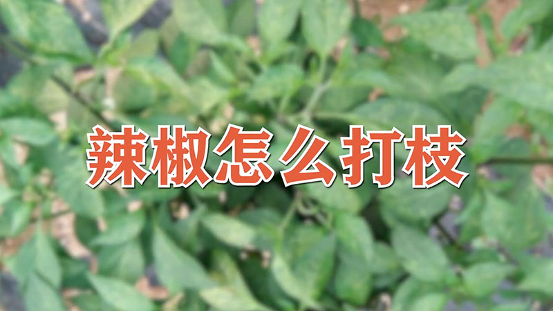 辣椒怎么打枝