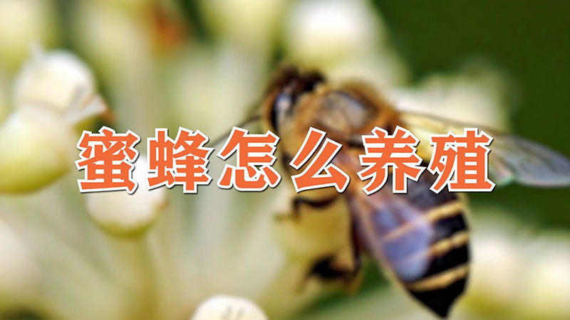 蜜蜂怎么养殖