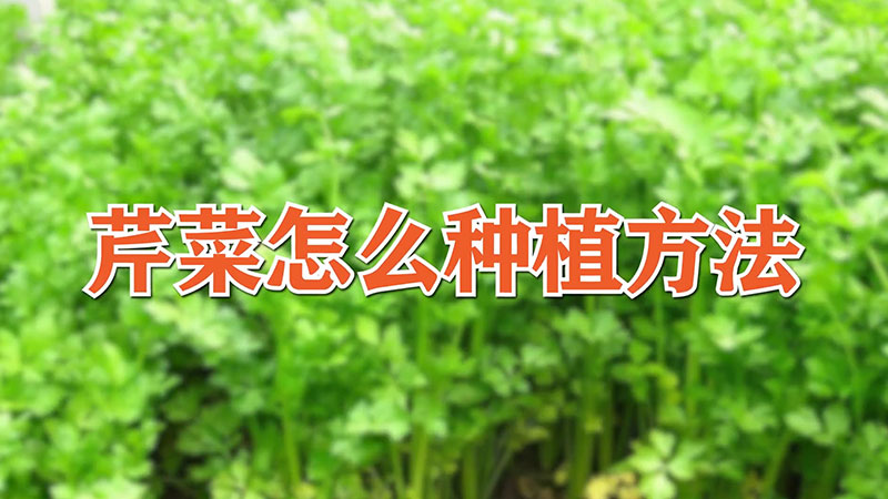 芹菜怎么种植方法