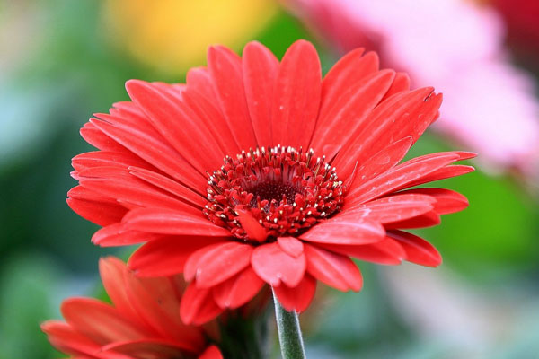 红色非洲菊花语