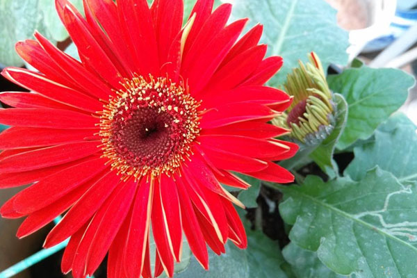 红色非洲菊花语