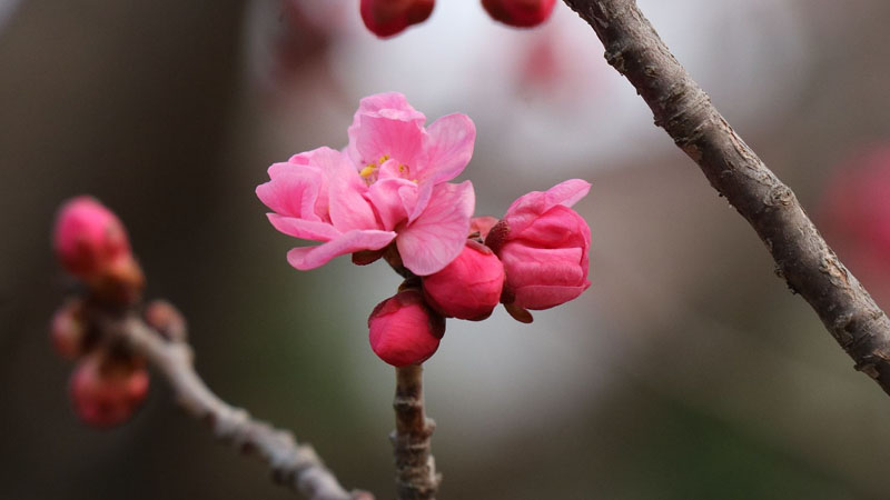 红腊梅花语