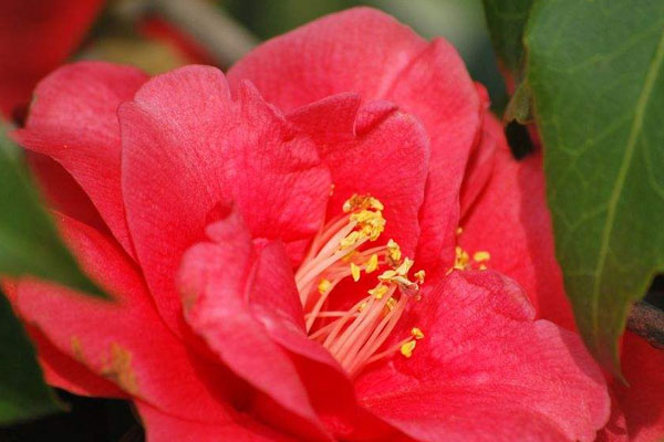 红色山茶花花语