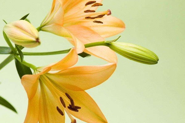 黄色百合花语
