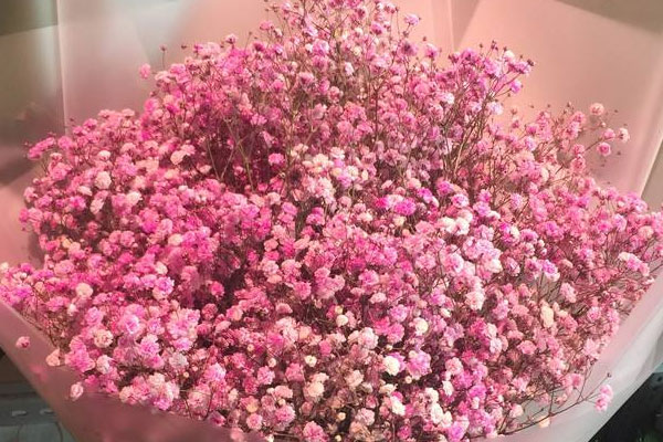 粉色满天星的花语