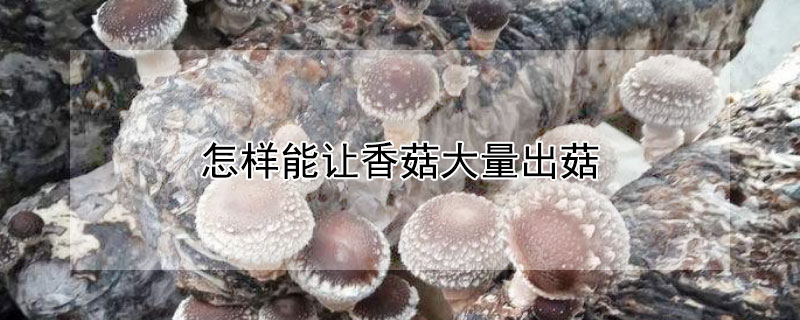 怎样能让香菇大量出菇