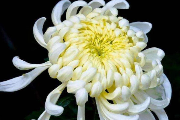 白色菊花花语