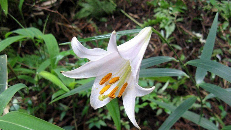 3朵百合花语