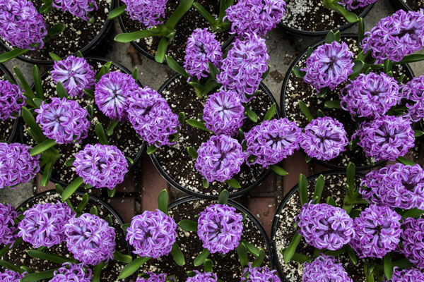 淡紫色风信子花语