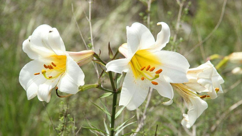 野百合的花语与寓意