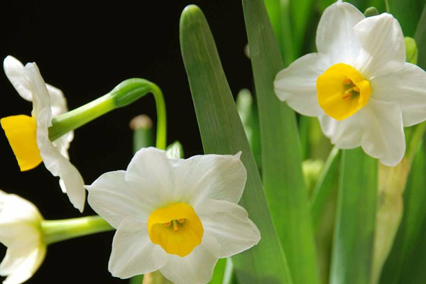 中国水仙花的花语