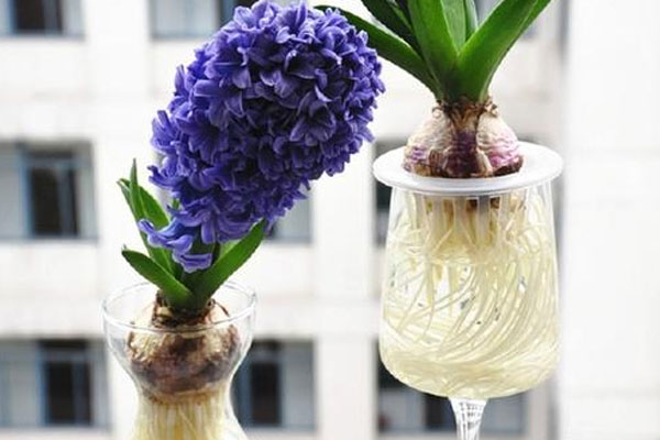水培风信子花语
