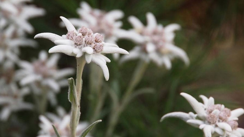 雪绒花花语