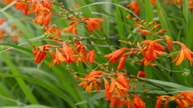 火星花花语