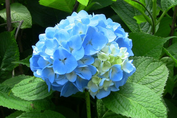 八仙花花语