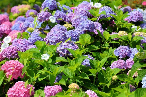 八仙花花语