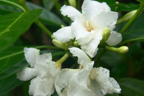 狗牙花花语