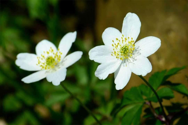 银莲花花语