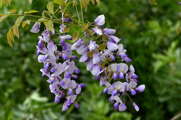 紫藤花花语