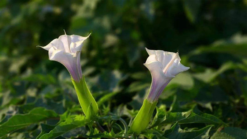 什么花的花语是绝望