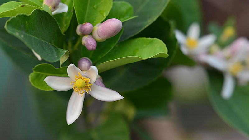 柠檬花语