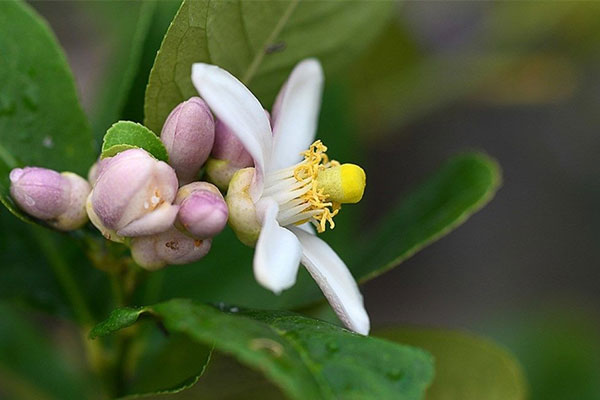 柠檬花语