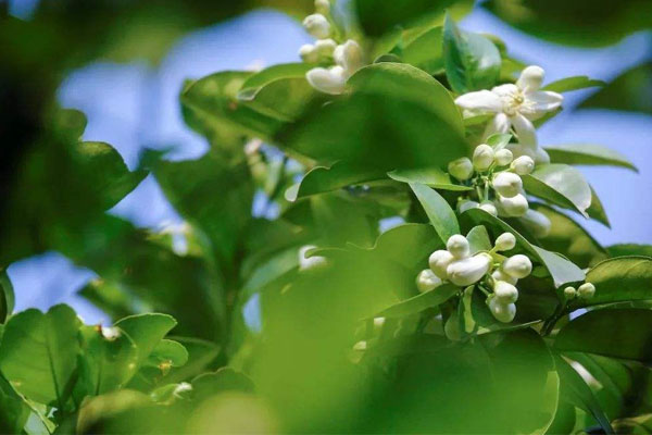 柠檬花语