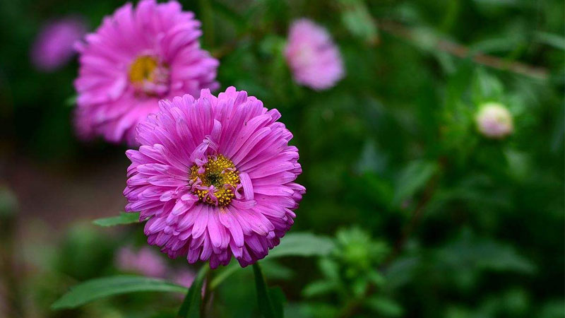 紫菊花的花语是什么 发财农业网