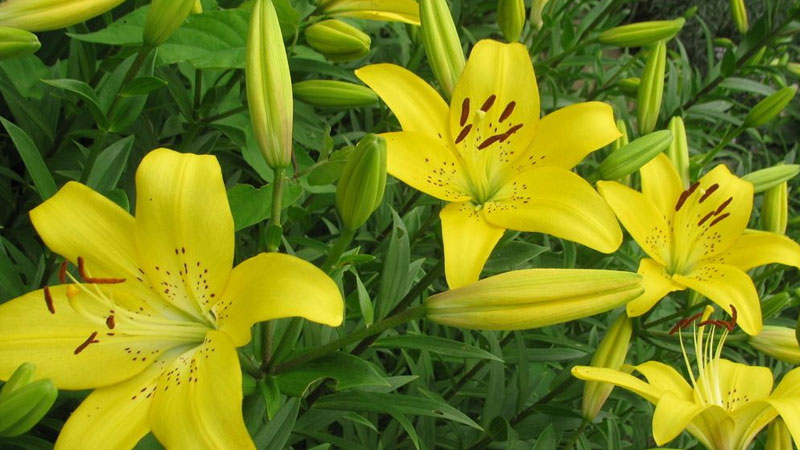 百合花的花语是什么