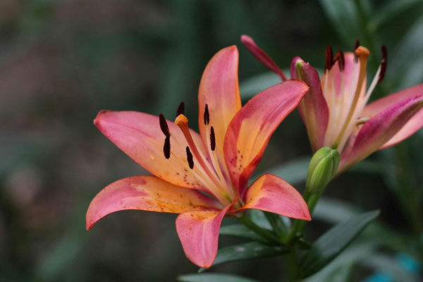 百合花的花语是什么