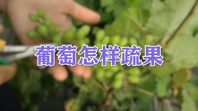 葡萄怎样疏果