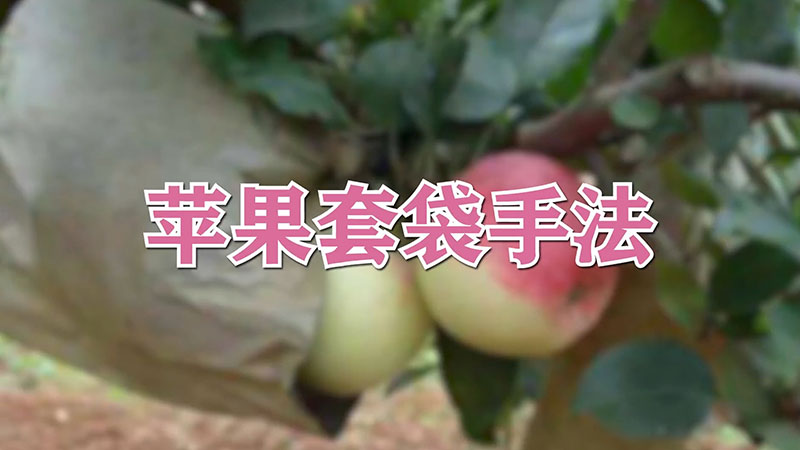 苹果套袋手法